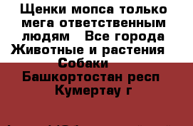 Щенки мопса только мега-ответственным людям - Все города Животные и растения » Собаки   . Башкортостан респ.,Кумертау г.